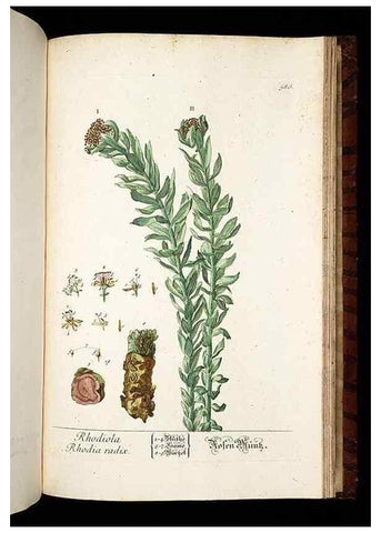 Reproducción/Reproduction 8428992283: Herbarium Blackwellianum emendatum et auctum, id est, Elisabethae Blackwell collectio stirpium. Norimbergae : Typis Io. Iosephi Fleischmanni, 1750-1773.