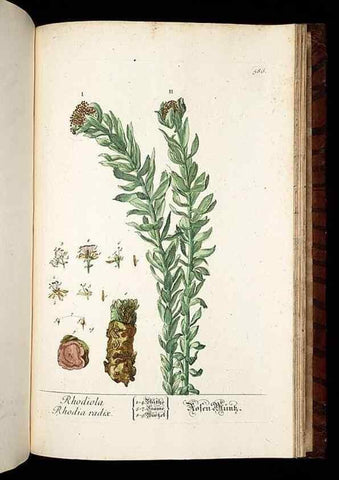 Reproducción/Reproduction 8428992283: Herbarium Blackwellianum emendatum et auctum, id est, Elisabethae Blackwell collectio stirpium. Norimbergae : Typis Io. Iosephi Fleischmanni, 1750-1773.