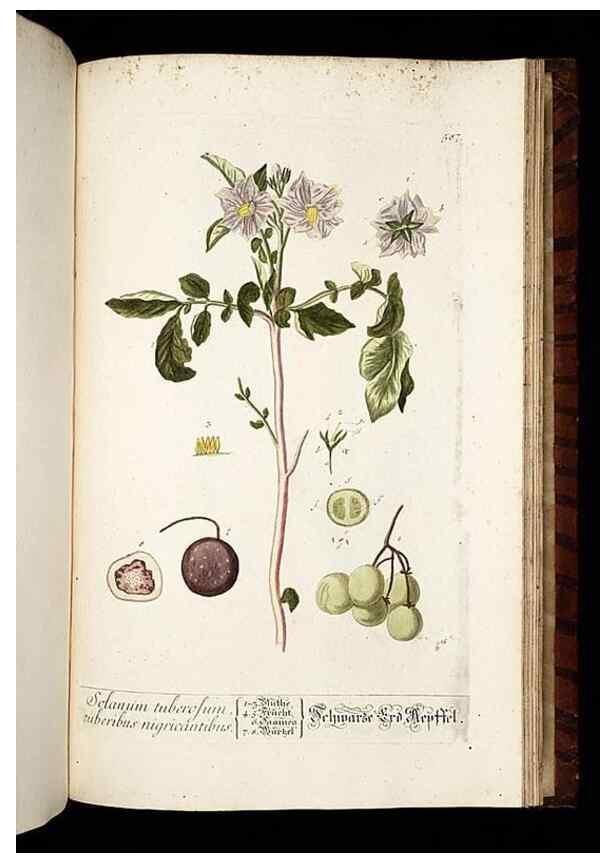 Reproducción/Reproduction 8430080390: Herbarium Blackwellianum emendatum et auctum, id est, Elisabethae Blackwell collectio stirpium. Norimbergae : Typis Io. Iosephi Fleischmanni, 1750-1773.