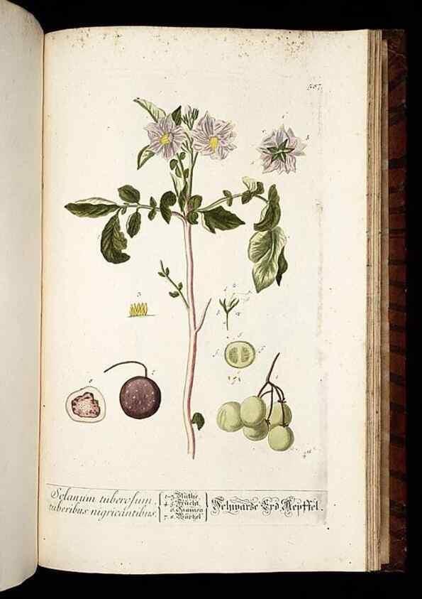 Reproducción/Reproduction 8430080390: Herbarium Blackwellianum emendatum et auctum, id est, Elisabethae Blackwell collectio stirpium. Norimbergae : Typis Io. Iosephi Fleischmanni, 1750-1773.