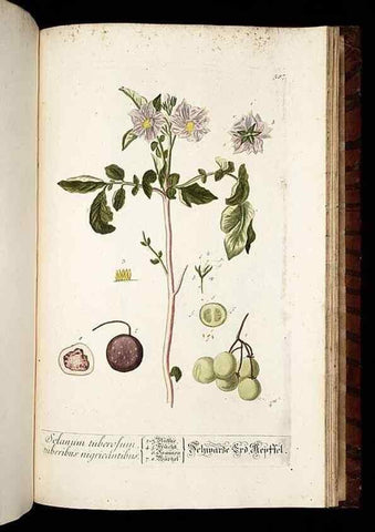 Reproducción/Reproduction 8430080390: Herbarium Blackwellianum emendatum et auctum, id est, Elisabethae Blackwell collectio stirpium. Norimbergae : Typis Io. Iosephi Fleischmanni, 1750-1773.