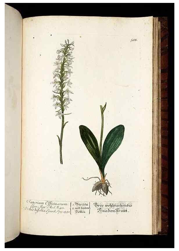 Reproducción/Reproduction 8428992807: Herbarium Blackwellianum emendatum et auctum, id est, Elisabethae Blackwell collectio stirpium. Norimbergae : Typis Io. Iosephi Fleischmanni, 1750-1773.