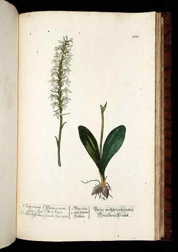 Reproducción/Reproduction 8428992807: Herbarium Blackwellianum emendatum et auctum, id est, Elisabethae Blackwell collectio stirpium. Norimbergae : Typis Io. Iosephi Fleischmanni, 1750-1773.