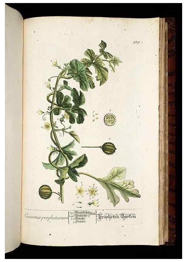 Reproducción/Reproduction 8430080804: Herbarium Blackwellianum emendatum et auctum, id est, Elisabethae Blackwell collectio stirpium. Norimbergae : Typis Io. Iosephi Fleischmanni, 1750-1773.