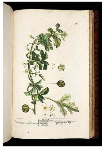 Reproducción/Reproduction 8430080804: Herbarium Blackwellianum emendatum et auctum, id est, Elisabethae Blackwell collectio stirpium. Norimbergae : Typis Io. Iosephi Fleischmanni, 1750-1773.