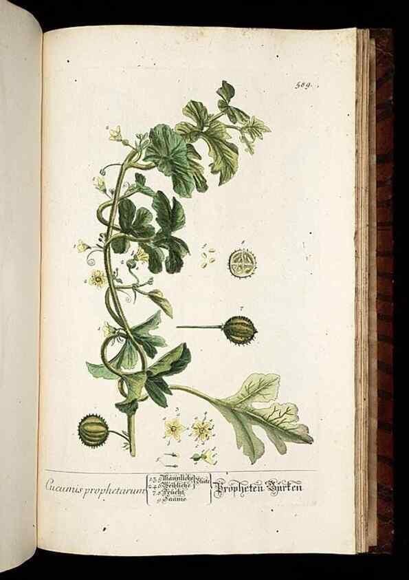 Reproducción/Reproduction 8430080804: Herbarium Blackwellianum emendatum et auctum, id est, Elisabethae Blackwell collectio stirpium. Norimbergae : Typis Io. Iosephi Fleischmanni, 1750-1773.