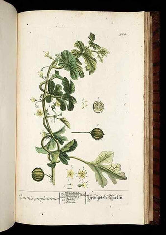Reproducción/Reproduction 8430080804: Herbarium Blackwellianum emendatum et auctum, id est, Elisabethae Blackwell collectio stirpium. Norimbergae : Typis Io. Iosephi Fleischmanni, 1750-1773.