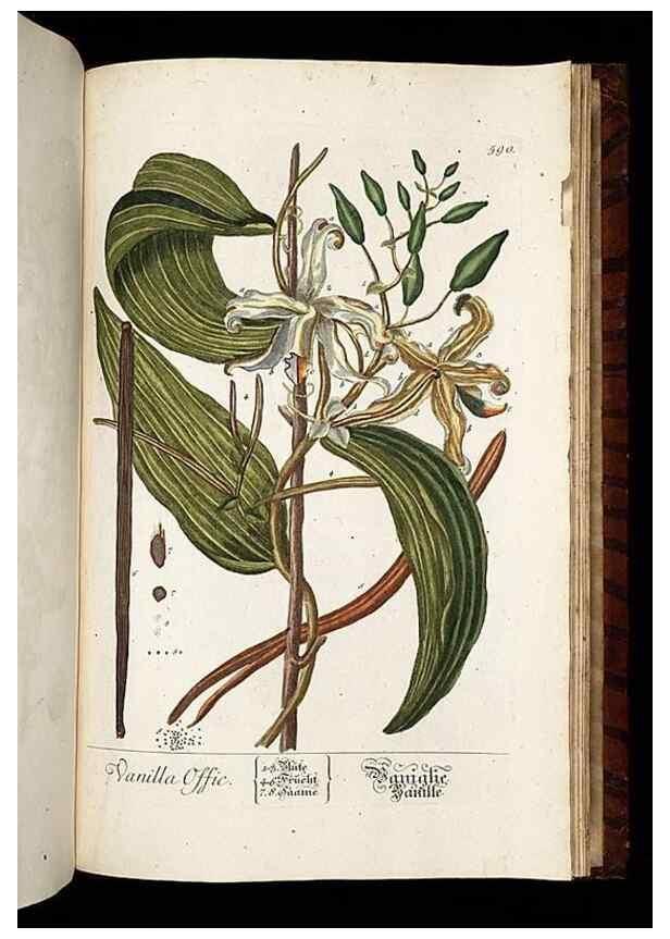 Reproducción/Reproduction 8430081054: Herbarium Blackwellianum emendatum et auctum, id est, Elisabethae Blackwell collectio stirpium. Norimbergae : Typis Io. Iosephi Fleischmanni, 1750-1773.
