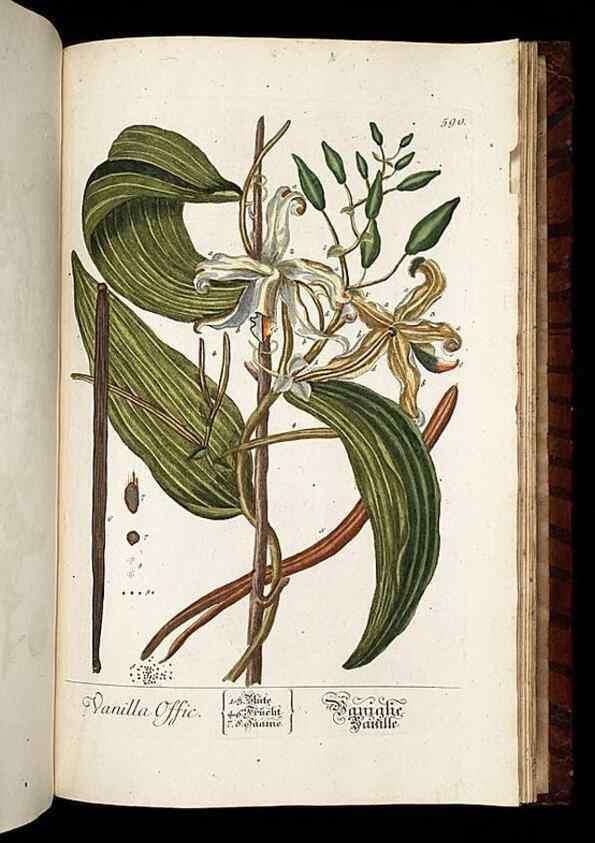 Reproducción/Reproduction 8430081054: Herbarium Blackwellianum emendatum et auctum, id est, Elisabethae Blackwell collectio stirpium. Norimbergae : Typis Io. Iosephi Fleischmanni, 1750-1773.