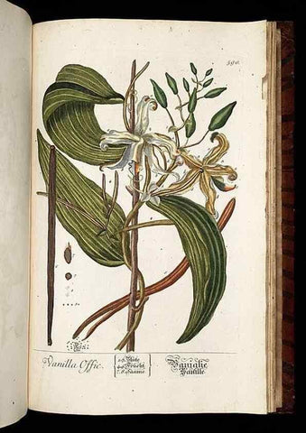 Reproducción/Reproduction 8430081054: Herbarium Blackwellianum emendatum et auctum, id est, Elisabethae Blackwell collectio stirpium. Norimbergae : Typis Io. Iosephi Fleischmanni, 1750-1773.