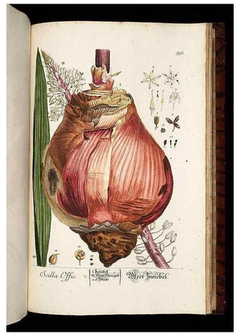 Reproducción/Reproduction 8428993403: Herbarium Blackwellianum emendatum et auctum, id est, Elisabethae Blackwell collectio stirpium. Norimbergae : Typis Io. Iosephi Fleischmanni, 1750-1773.