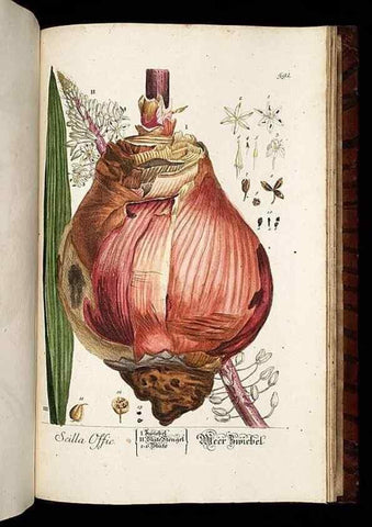 Reproducción/Reproduction 8428993403: Herbarium Blackwellianum emendatum et auctum, id est, Elisabethae Blackwell collectio stirpium. Norimbergae : Typis Io. Iosephi Fleischmanni, 1750-1773.