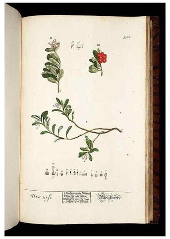 Reproducción/Reproduction 8428993575: Herbarium Blackwellianum emendatum et auctum, id est, Elisabethae Blackwell collectio stirpium. Norimbergae : Typis Io. Iosephi Fleischmanni, 1750-1773.