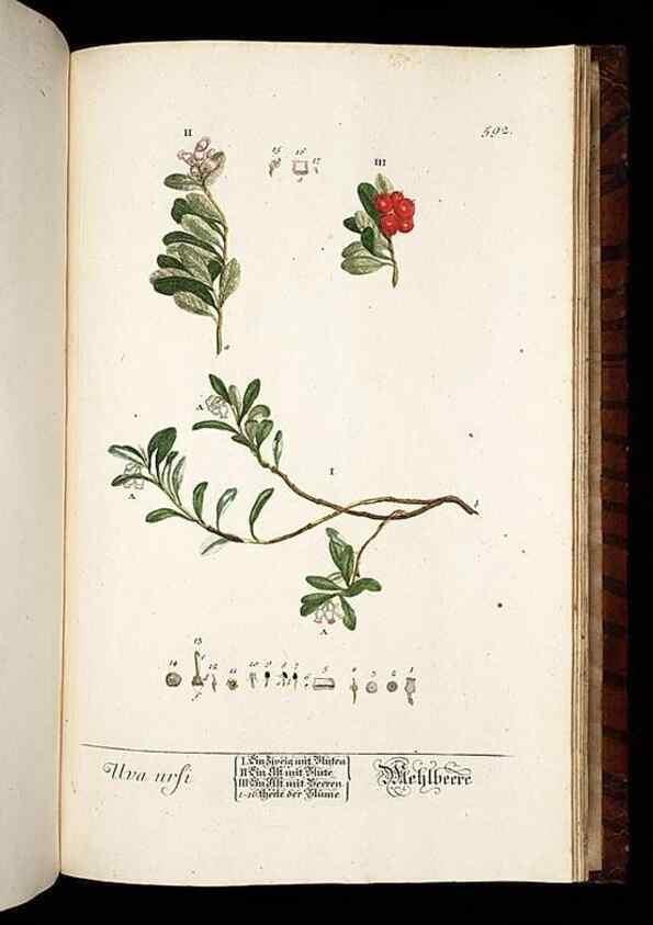 Reproducción/Reproduction 8428993575: Herbarium Blackwellianum emendatum et auctum, id est, Elisabethae Blackwell collectio stirpium. Norimbergae : Typis Io. Iosephi Fleischmanni, 1750-1773.