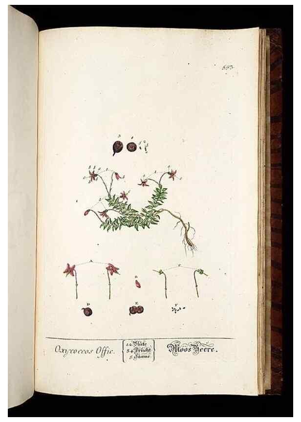 Reproducción/Reproduction 8428993869: Herbarium Blackwellianum emendatum et auctum, id est, Elisabethae Blackwell collectio stirpium. Norimbergae : Typis Io. Iosephi Fleischmanni, 1750-1773.