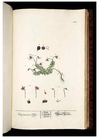 Reproducción/Reproduction 8428993869: Herbarium Blackwellianum emendatum et auctum, id est, Elisabethae Blackwell collectio stirpium. Norimbergae : Typis Io. Iosephi Fleischmanni, 1750-1773.