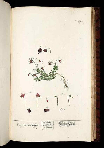 Reproducción/Reproduction 8428993869: Herbarium Blackwellianum emendatum et auctum, id est, Elisabethae Blackwell collectio stirpium. Norimbergae : Typis Io. Iosephi Fleischmanni, 1750-1773.