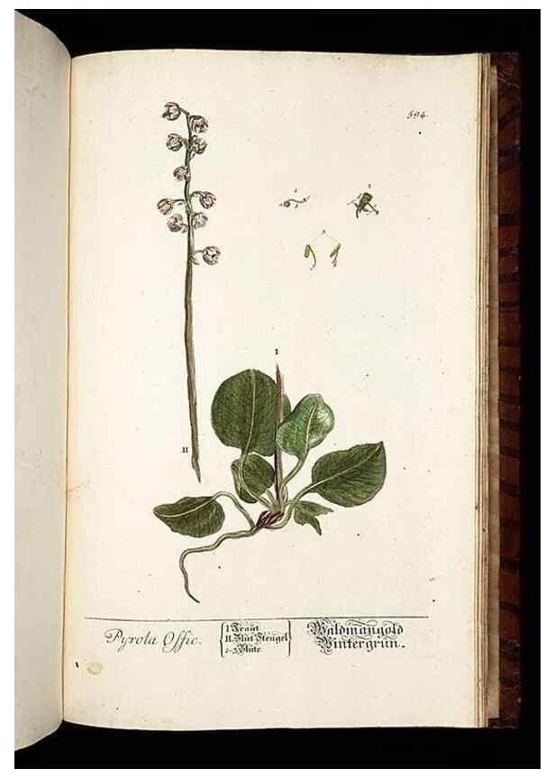 Reproducción/Reproduction 8430081800: Herbarium Blackwellianum emendatum et auctum, id est, Elisabethae Blackwell collectio stirpium. Norimbergae : Typis Io. Iosephi Fleischmanni, 1750-1773.