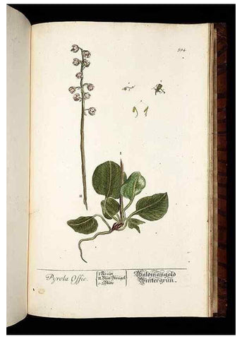 Reproducción/Reproduction 8430081800: Herbarium Blackwellianum emendatum et auctum, id est, Elisabethae Blackwell collectio stirpium. Norimbergae : Typis Io. Iosephi Fleischmanni, 1750-1773.