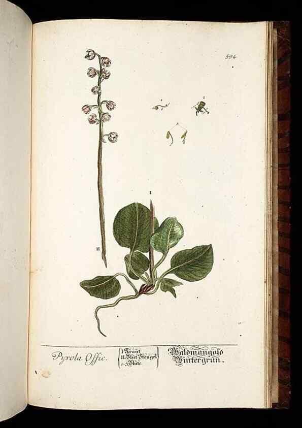 Reproducción/Reproduction 8430081800: Herbarium Blackwellianum emendatum et auctum, id est, Elisabethae Blackwell collectio stirpium. Norimbergae : Typis Io. Iosephi Fleischmanni, 1750-1773.