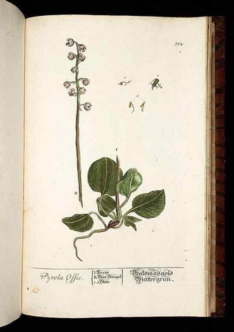 Reproducción/Reproduction 8430081800: Herbarium Blackwellianum emendatum et auctum, id est, Elisabethae Blackwell collectio stirpium. Norimbergae : Typis Io. Iosephi Fleischmanni, 1750-1773.