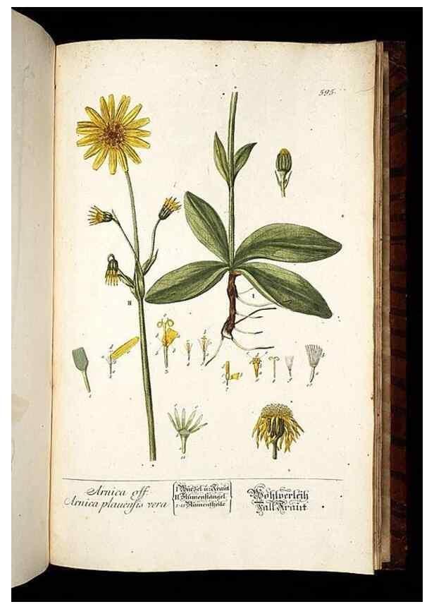 Reproducción/Reproduction 8428994271: Herbarium Blackwellianum emendatum et auctum, id est, Elisabethae Blackwell collectio stirpium. Norimbergae : Typis Io. Iosephi Fleischmanni, 1750-1773.
