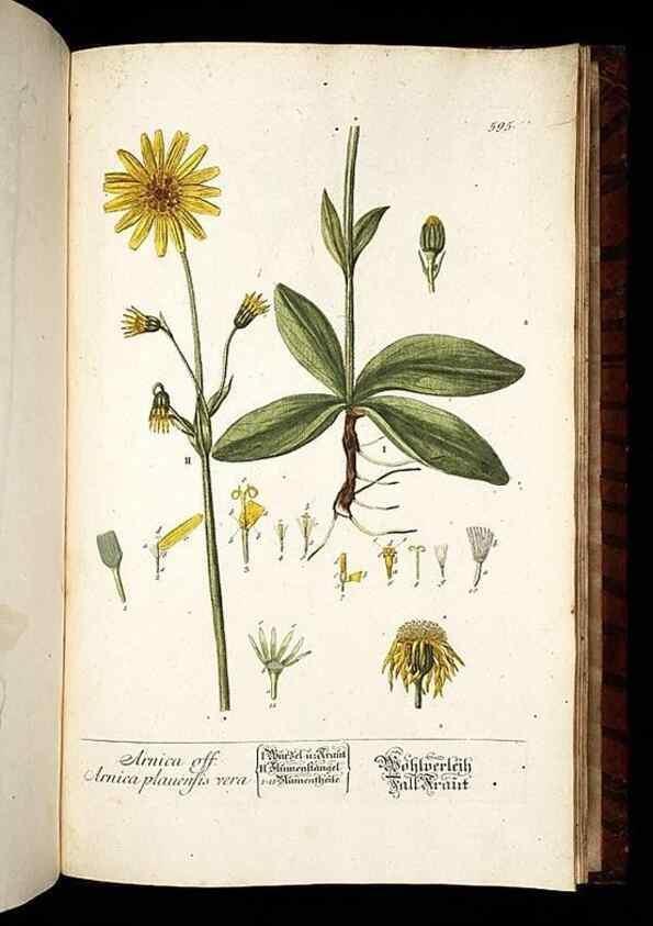 Reproducción/Reproduction 8428994271: Herbarium Blackwellianum emendatum et auctum, id est, Elisabethae Blackwell collectio stirpium. Norimbergae : Typis Io. Iosephi Fleischmanni, 1750-1773.
