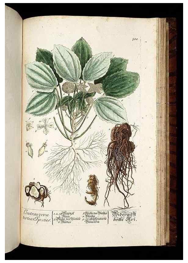 Reproducción/Reproduction 8430079118: Herbarium Blackwellianum emendatum et auctum, id est, Elisabethae Blackwell collectio stirpium. Norimbergae : Typis Io. Iosephi Fleischmanni, 1750-1773.