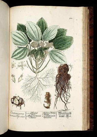Reproducción/Reproduction 8430079118: Herbarium Blackwellianum emendatum et auctum, id est, Elisabethae Blackwell collectio stirpium. Norimbergae : Typis Io. Iosephi Fleischmanni, 1750-1773.