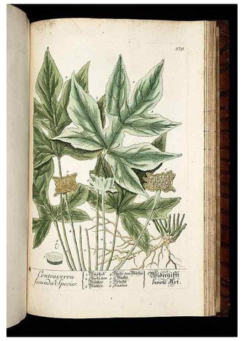 Reproducción/Reproduction 8428990979: Herbarium Blackwellianum emendatum et auctum, id est, Elisabethae Blackwell collectio stirpium. Norimbergae : Typis Io. Iosephi Fleischmanni, 1750-1773.