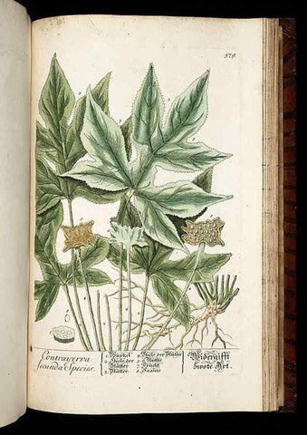 Reproducción/Reproduction 8428990979: Herbarium Blackwellianum emendatum et auctum, id est, Elisabethae Blackwell collectio stirpium. Norimbergae : Typis Io. Iosephi Fleischmanni, 1750-1773.