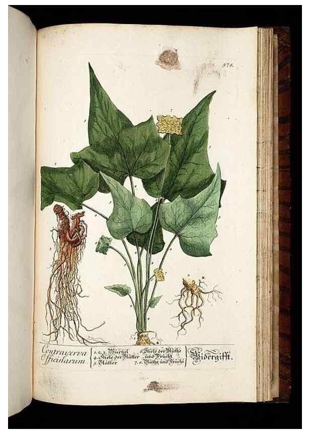 Reproducción/Reproduction 8428990737: Herbarium Blackwellianum emendatum et auctum, id est, Elisabethae Blackwell collectio stirpium. Norimbergae : Typis Io. Iosephi Fleischmanni, 1750-1773.