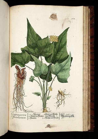 Reproducción/Reproduction 8428990737: Herbarium Blackwellianum emendatum et auctum, id est, Elisabethae Blackwell collectio stirpium. Norimbergae : Typis Io. Iosephi Fleischmanni, 1750-1773.
