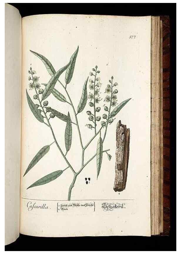 Reproducción/Reproduction 8430078570: Herbarium Blackwellianum emendatum et auctum, id est, Elisabethae Blackwell collectio stirpium. Norimbergae : Typis Io. Iosephi Fleischmanni, 1750-1773.