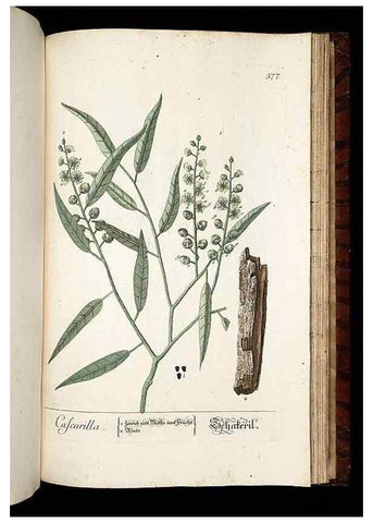 Reproducción/Reproduction 8430078570: Herbarium Blackwellianum emendatum et auctum, id est, Elisabethae Blackwell collectio stirpium. Norimbergae : Typis Io. Iosephi Fleischmanni, 1750-1773.