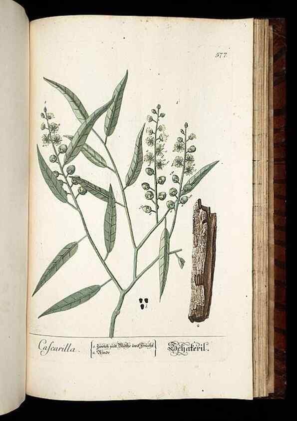 Reproducción/Reproduction 8430078570: Herbarium Blackwellianum emendatum et auctum, id est, Elisabethae Blackwell collectio stirpium. Norimbergae : Typis Io. Iosephi Fleischmanni, 1750-1773.