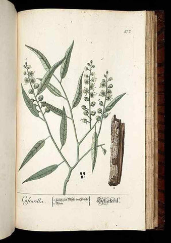 Reproducción/Reproduction 8430078570: Herbarium Blackwellianum emendatum et auctum, id est, Elisabethae Blackwell collectio stirpium. Norimbergae : Typis Io. Iosephi Fleischmanni, 1750-1773.