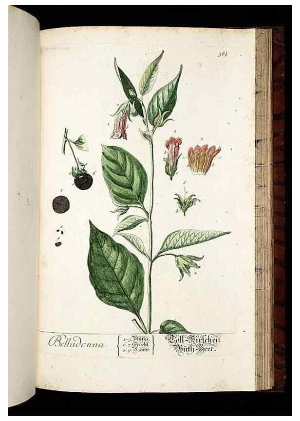 Reproducción/Reproduction 8430075180: Herbarium Blackwellianum emendatum et auctum, id est, Elisabethae Blackwell collectio stirpium. Norimbergae : Typis Io. Iosephi Fleischmanni, 1750-1773.