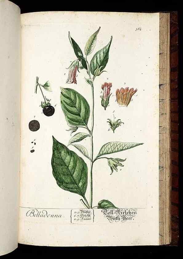 Reproducción/Reproduction 8430075180: Herbarium Blackwellianum emendatum et auctum, id est, Elisabethae Blackwell collectio stirpium. Norimbergae : Typis Io. Iosephi Fleischmanni, 1750-1773.