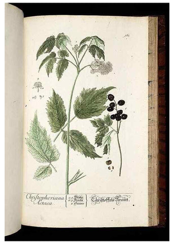 Reproducción/Reproduction 8428987351: Herbarium Blackwellianum emendatum et auctum, id est, Elisabethae Blackwell collectio stirpium. Norimbergae : Typis Io. Iosephi Fleischmanni, 1750-1773.