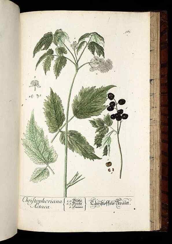 Reproducción/Reproduction 8428987351: Herbarium Blackwellianum emendatum et auctum, id est, Elisabethae Blackwell collectio stirpium. Norimbergae : Typis Io. Iosephi Fleischmanni, 1750-1773.