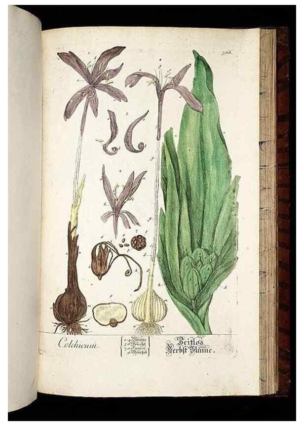Reproducción/Reproduction 8428987593: Herbarium Blackwellianum emendatum et auctum, id est, Elisabethae Blackwell collectio stirpium. Norimbergae : Typis Io. Iosephi Fleischmanni, 1750-1773.