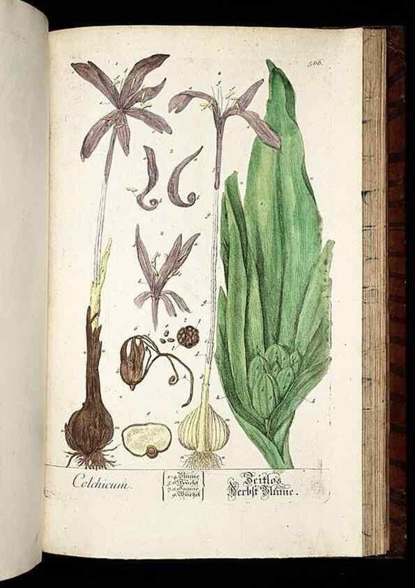 Reproducción/Reproduction 8428987593: Herbarium Blackwellianum emendatum et auctum, id est, Elisabethae Blackwell collectio stirpium. Norimbergae : Typis Io. Iosephi Fleischmanni, 1750-1773.
