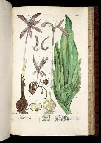Reproducción/Reproduction 8428987593: Herbarium Blackwellianum emendatum et auctum, id est, Elisabethae Blackwell collectio stirpium. Norimbergae : Typis Io. Iosephi Fleischmanni, 1750-1773.