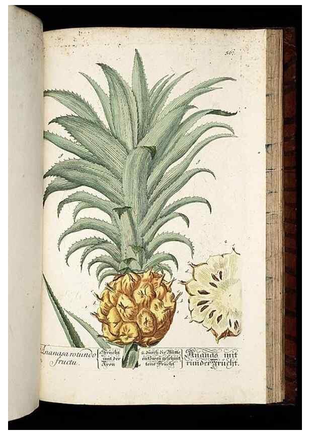 Reproducción/Reproduction 8428987741: Herbarium Blackwellianum emendatum et auctum, id est, Elisabethae Blackwell collectio stirpium. Norimbergae : Typis Io. Iosephi Fleischmanni, 1750-1773.