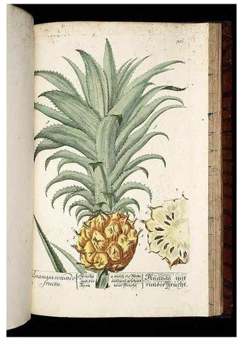 Reproducción/Reproduction 8428987741: Herbarium Blackwellianum emendatum et auctum, id est, Elisabethae Blackwell collectio stirpium. Norimbergae : Typis Io. Iosephi Fleischmanni, 1750-1773.