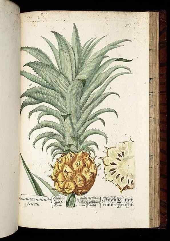 Reproducción/Reproduction 8428987741: Herbarium Blackwellianum emendatum et auctum, id est, Elisabethae Blackwell collectio stirpium. Norimbergae : Typis Io. Iosephi Fleischmanni, 1750-1773.
