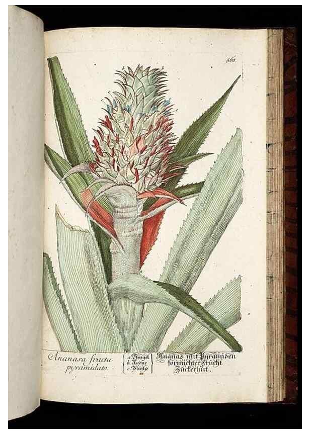 Reproducción/Reproduction 8430075934: Herbarium Blackwellianum emendatum et auctum, id est, Elisabethae Blackwell collectio stirpium. Norimbergae : Typis Io. Iosephi Fleischmanni, 1750-1773.