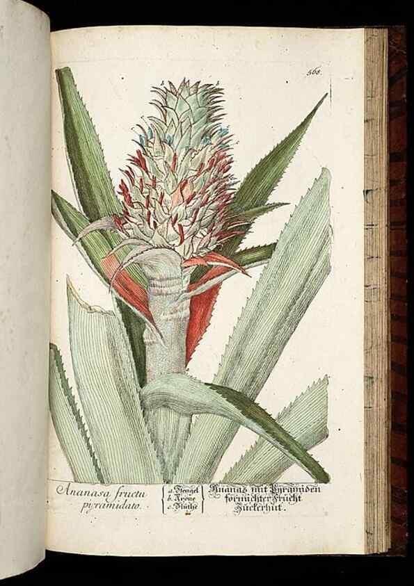 Reproducción/Reproduction 8430075934: Herbarium Blackwellianum emendatum et auctum, id est, Elisabethae Blackwell collectio stirpium. Norimbergae : Typis Io. Iosephi Fleischmanni, 1750-1773.