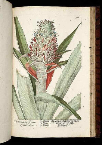 Reproducción/Reproduction 8430075934: Herbarium Blackwellianum emendatum et auctum, id est, Elisabethae Blackwell collectio stirpium. Norimbergae : Typis Io. Iosephi Fleischmanni, 1750-1773.